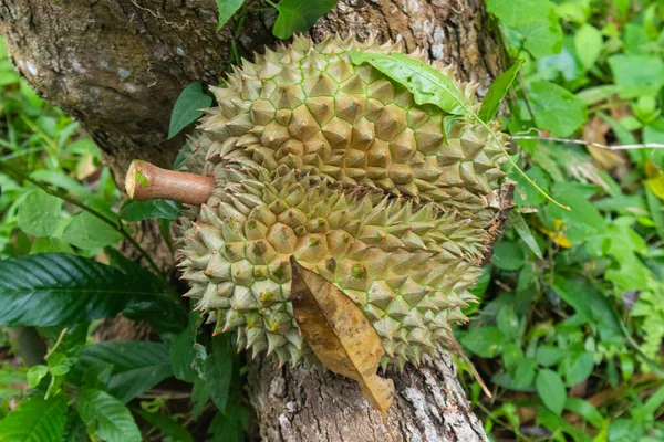 Çürümüş Durian Yakın Çekim Tayland Daki Ağacın Yakınına Rüzgarın Düşmesine — Stok fotoğraf