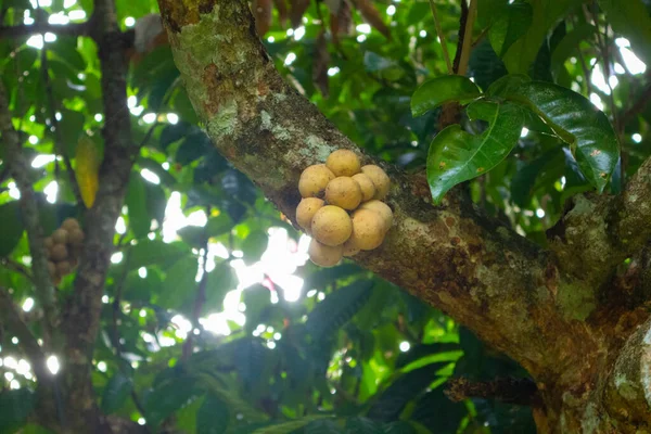 Крупный План Lansium Parasiticum Дерева Лонгконг Таиланде — стоковое фото