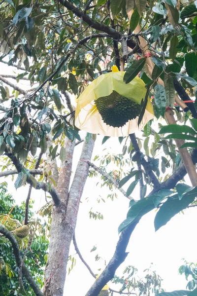 Árvore Durian Livre Com Tampa Saco Plástico — Fotografia de Stock