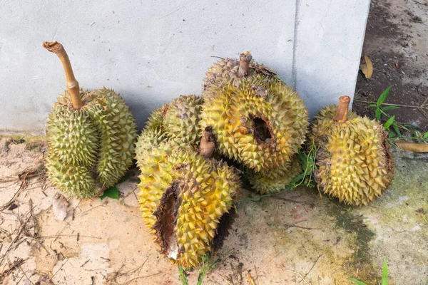 Tayland 'da çürük durian hayvanlara neden olur.