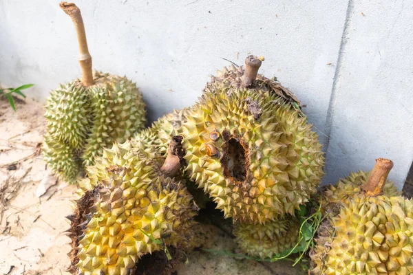 Tayland 'da çürük durian hayvanlara neden olur.