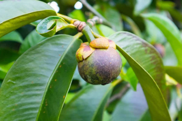 Tayland 'daki ağaçta Mangosteen' e yaklaş.