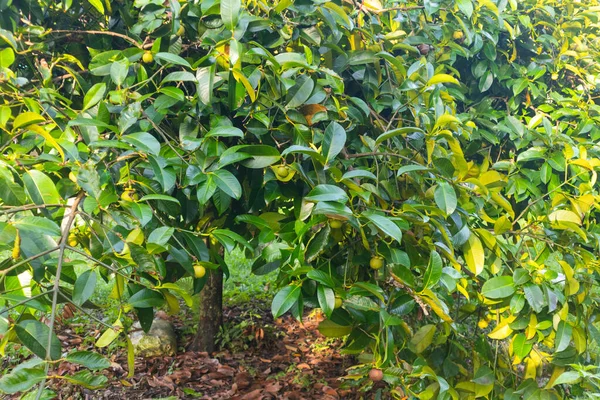 在泰国的树上密切观察芒果 — 图库照片