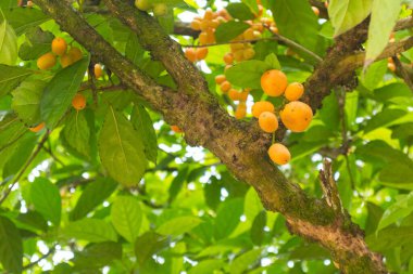 Birmanya üzümüne yakın çekim Tayland 'da ağaçta