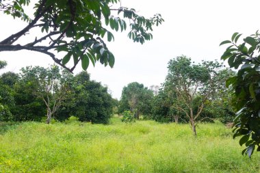 Tayland 'daki ağaçta Durian' ın yakın çekimi.