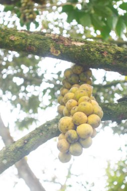 Tayland 'daki Lansium asalağı ya da longkong ağacına yakın çekim
