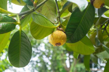 Tayland 'daki ağaçta Mangosteen' e yaklaş.