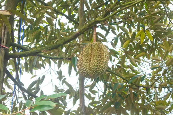 Tayland Daki Ağaçta Durian Yakın Çekimi — Stok fotoğraf