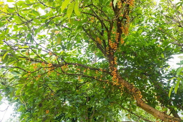 Closeup Burmese Grape Tree Thailand — Stock Photo, Image