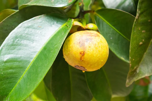 Tayland Daki Ağaçta Mangosteen Yaklaş — Stok fotoğraf