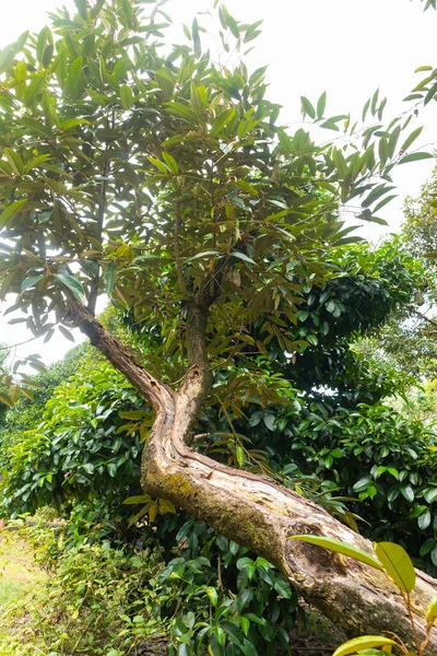 Zbliżenie Mangosteen Drzewie Tajlandii — Zdjęcie stockowe