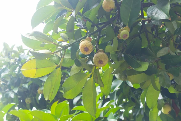 Tayland 'daki ağaçta Mangosteen' e yaklaş.