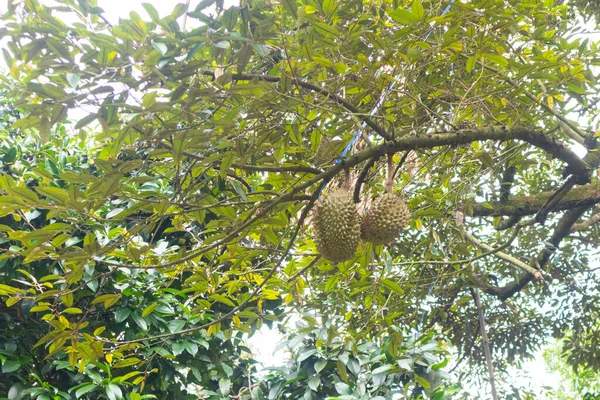 Tayland Daki Ağaçta Durian Yakın Çekimi — Stok fotoğraf