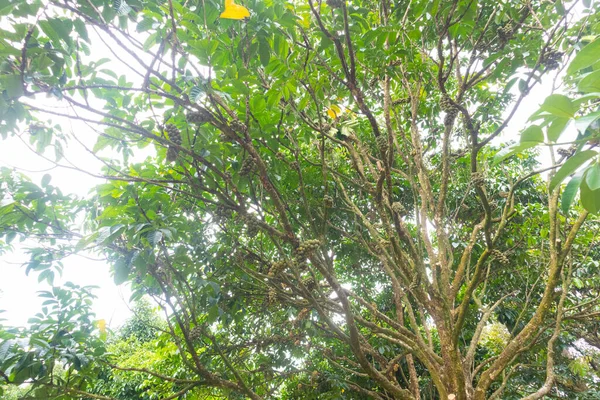 Primer Plano Lansium Parasiticum Árbol Longkong Tailandia —  Fotos de Stock