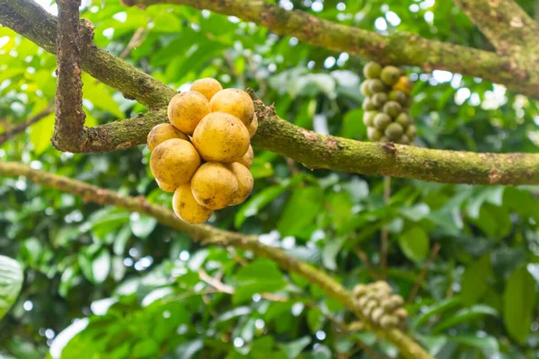 Крупный План Lansium Parasiticum Дерева Лонгконг Таиланде — стоковое фото