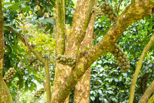 Крупный План Lansium Parasiticum Дерева Лонгконг Таиланде — стоковое фото