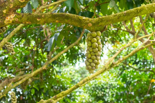 Tayland Daki Lansium Asalağı Longkong Ağacına Yakın Çekim — Stok fotoğraf