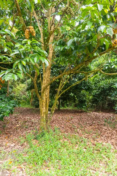 Close Lansium Parasiticum Árvore Longkong Tailândia — Fotografia de Stock