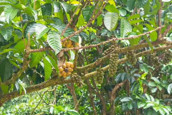 Primer Plano Lansium Parasiticum Árbol Longkong Tailandia — Foto de Stock