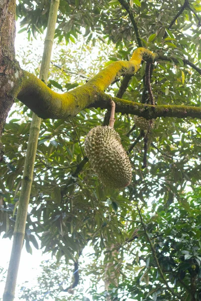 Closeup Durian Tree Thailand — Stock Photo, Image