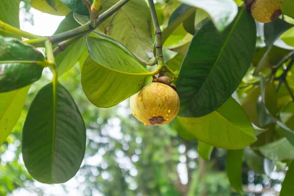 Tayland Daki Ağaçta Mangosteen Yaklaş — Stok fotoğraf