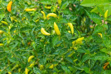 Güneşli bir günde yeşil biber bitkisinin kapağını kapatın.