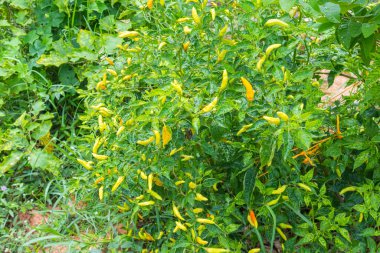 Güneşli bir günde yeşil biber bitkisinin kapağını kapatın.