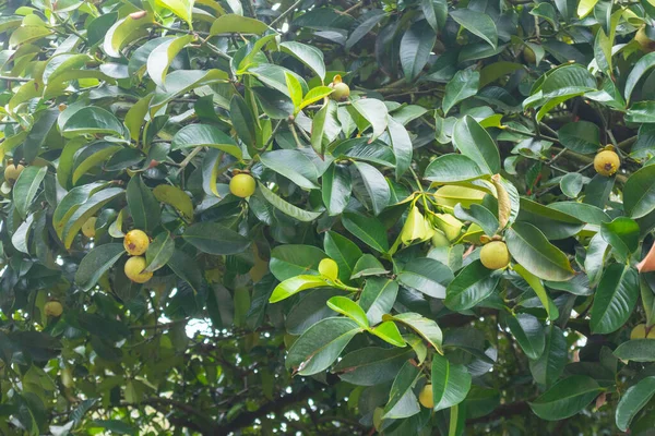 Close Mangostão Árvore Tailândia — Fotografia de Stock