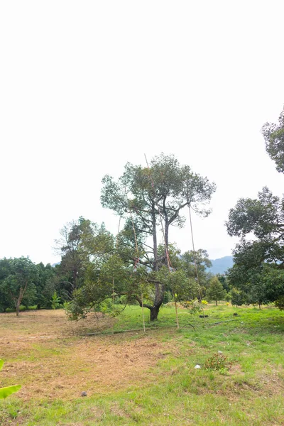 Primo Piano Del Durian Sull Albero Thailandia — Foto Stock