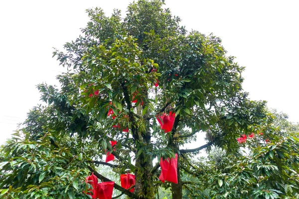 Árbol Durian Aire Libre Con Cubierta Bolsa Plástico —  Fotos de Stock