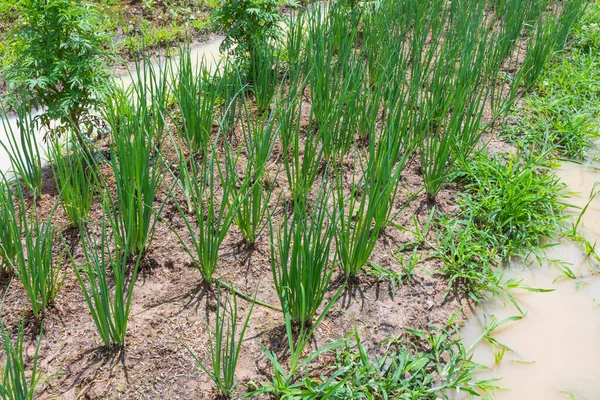 Açık havada, güneşli bir günde yeşil taze soğan kapanıyor.