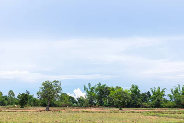 Açık hava pirinci dolduruldu ve güneşli bir günde açık mavi gökyüzü.