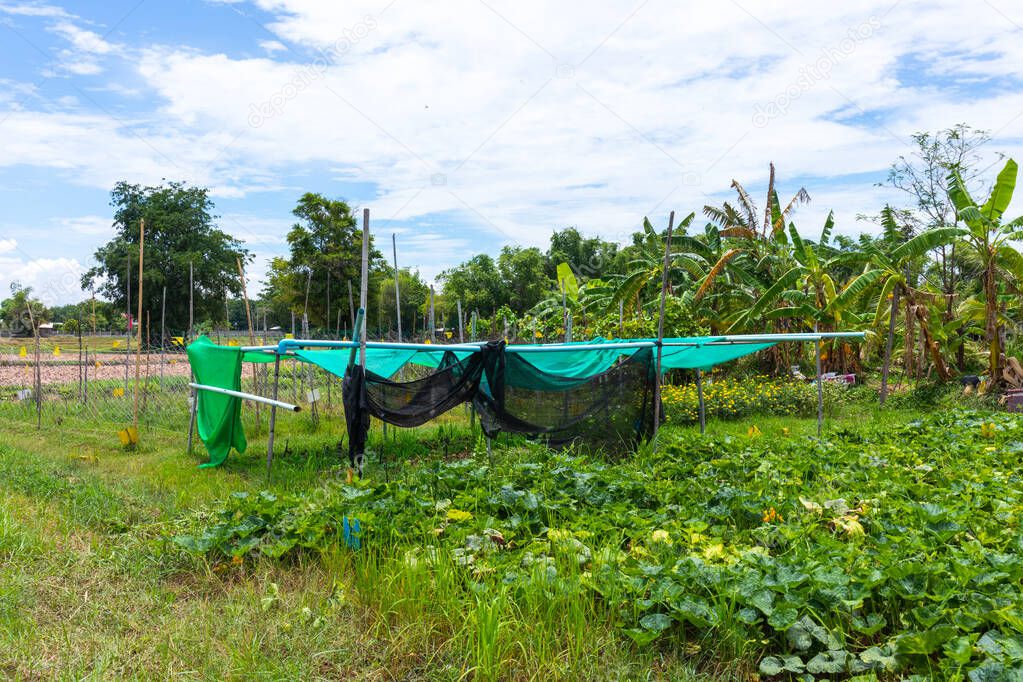 small vegetable farm cover with plastic net