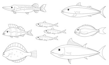 various fishes picture with no color for drawing book by vector design