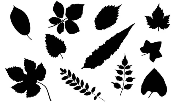 Silhouette Different Types Leaves — Stock Vector