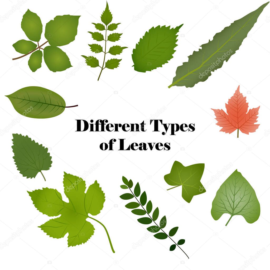 different types of leaves drawing