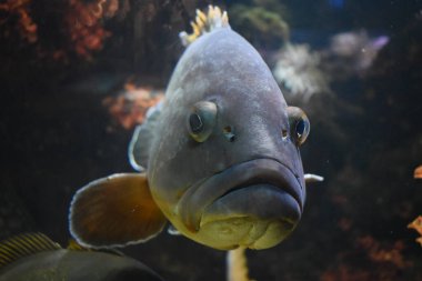 Pesce di mare visto di fronte