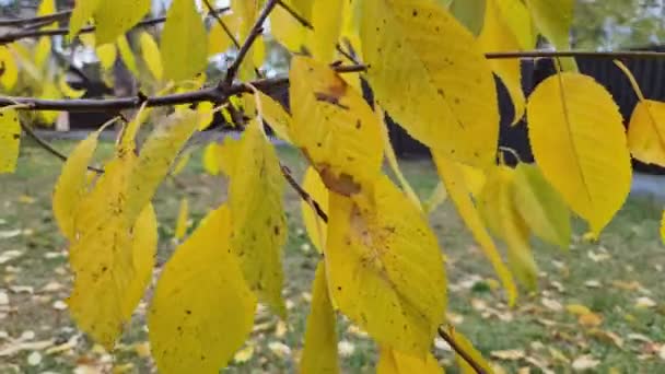 Otoño Llegado Las Hojas Los Árboles Han Vuelto Amarillas Alrededor — Vídeos de Stock