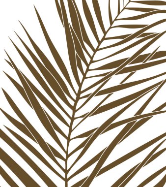 Palmiye yaprakları. Tropik avuç içi. Arkaplan bırakır