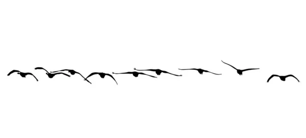Die Vögel Fliegen Vogelsilhouette — Stockfoto