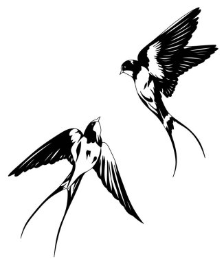 Swallow illustration. Flying birds. Isolated bird illustration.
