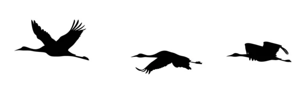 Bird Silhouette Cranes Silhouette Birds Flying —  Fotos de Stock