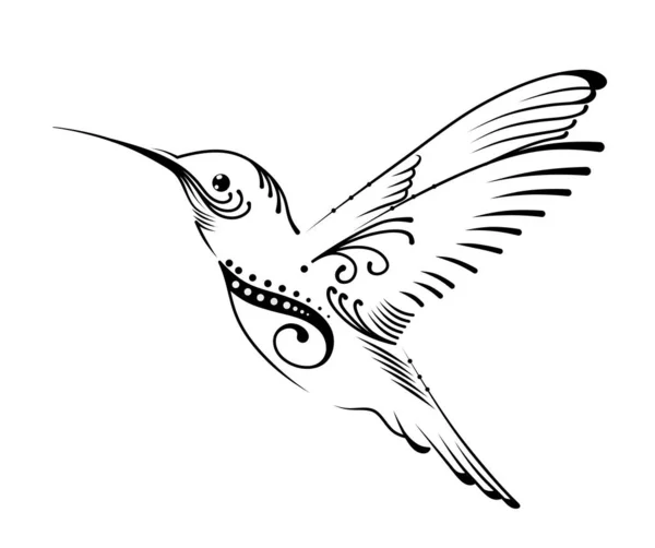 Koliber Ilustracja Ptaków Rysunek Kolibra — Zdjęcie stockowe