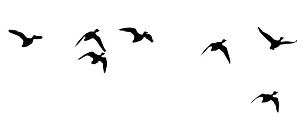 Σιλουέτα Πουλιών Ντακ Σιλουέτα Απομονωμένη Απεικόνιση Πτηνών — Φωτογραφία Αρχείου