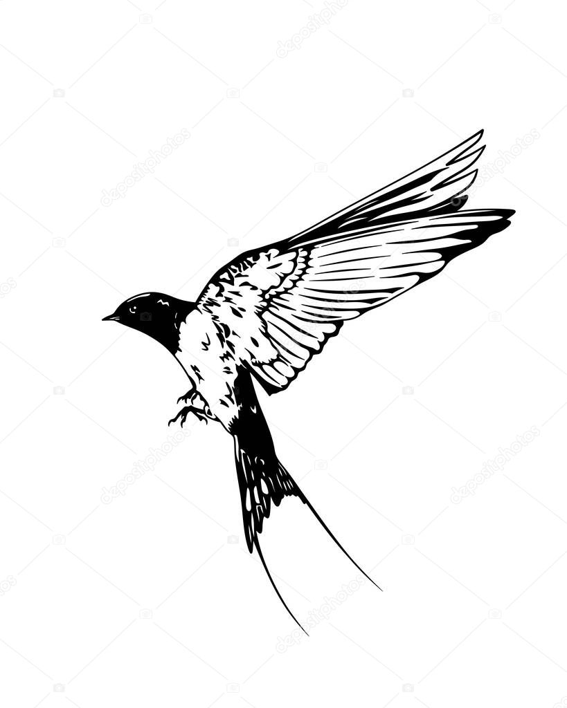 Black and white swallow. Isolated illustration of a swallow.