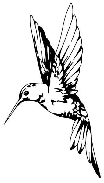 Kolibri Illustration Fågel Vit Bakgrund Kolibrin Flyger — Stockfoto