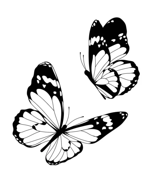 Butterflies Butterfly Illustration White Background — Stockfoto