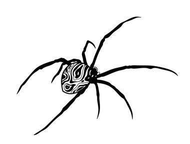 Örümcek. Beyaz arka planda bir örümceğin canlandırması.