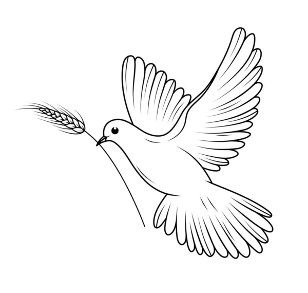 Paloma Sobre Fondo Blanco Símbolo Paz Ilustración Aves —  Fotos de Stock