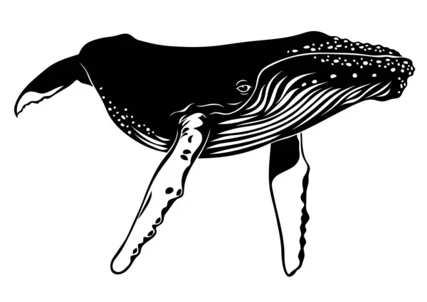 Wale Illustration Eines Wals Auf Weißem Hintergrund — Stockfoto